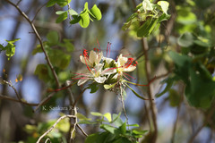 Bauhinia hookeri